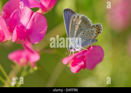 Common Blue (Polyommatus icarus) sucking nectar, Thuringia, Germany