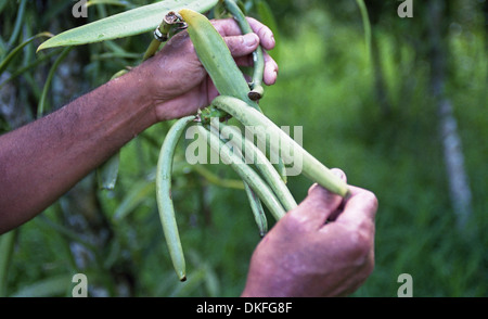 Vanilla orkidé or Vanilla (Vanilla planifolia) Vanillstång Stock Photo