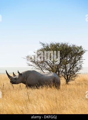 Black rhinoceros (Diceros bicornis), Etosha National Park, Namibia Stock Photo