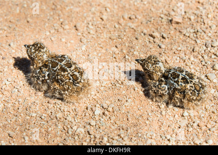 Quail (Coturnix coturnix), two chicks sitting on a gravel road, Namibia Stock Photo