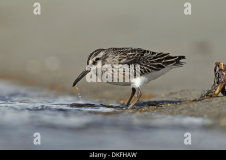 Broad-billed Sandpiper (Limicola falcinellus), juvenile 1cy Stock Photo