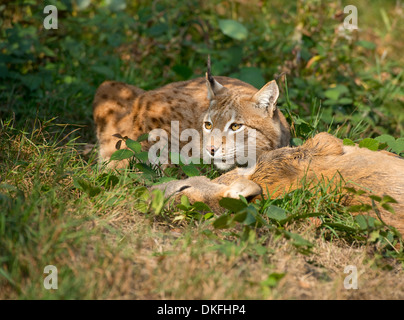 Lynx (Lynx lynx), male, with prey roe deer (Capreolus capreolus), captive, Thuringia, Germany Stock Photo