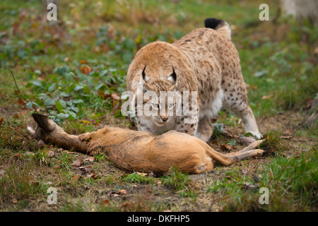 Lynx (Lynx lynx), male, with prey roe deer (Capreolus capreolus), captive, Thuringia, Germany Stock Photo