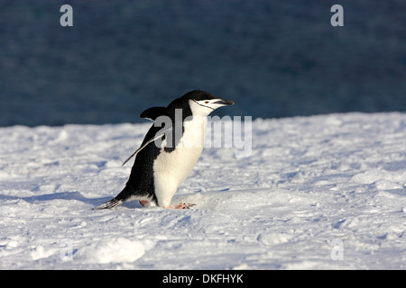 Chinstrap Penguin (Pygoscelis antarctica), adult, spreading wings, Brown Bluff, Antarctica Stock Photo