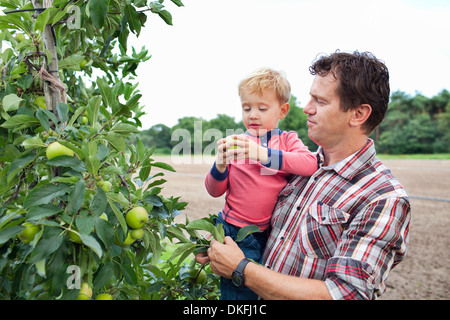 Farmer and son picking apples from tree in orchard Stock Photo