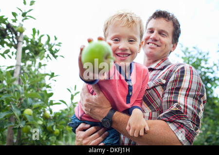 Farmer and son picking apples from tree in orchard Stock Photo