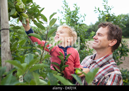 Farmer and son picking apples from tree in orchard Stock Photo