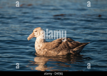 Southern Giant Petrel (Macronectes giganteus), Gold Harbour, South Georgia and the South Sandwich Islands, United Kingdom Stock Photo