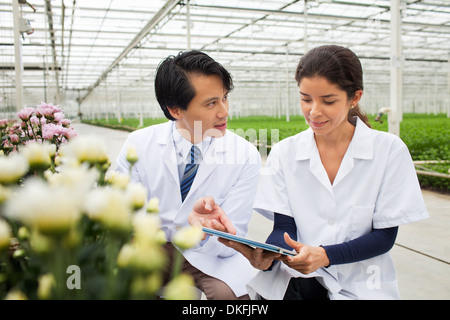 Man and woman with rows of plants growing in greenhouse Stock Photo