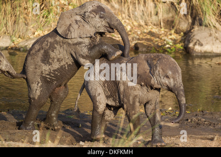 African Elephants (Loxodonta africana), two calves playing around at a waterhole, Kruger National Park, South Africa Stock Photo