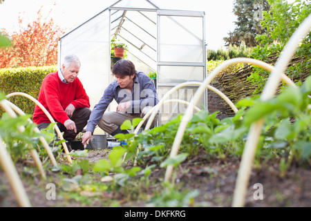 Father and adult son planting in garden Stock Photo