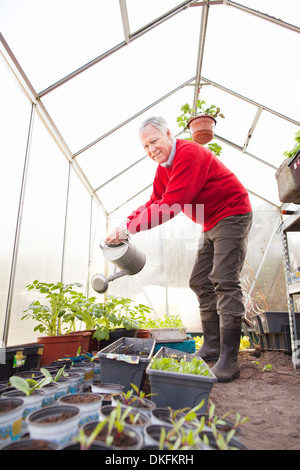 Senior man watering plants in greenhouse Stock Photo