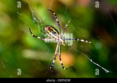 A spider, Argiope bruennichi, of considerable size and threatening aspect Stock Photo