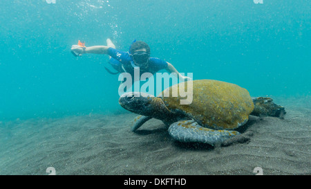 Adult green sea turtle (Chelonia mydas) underwater with snorkeler near Isabela Island, Galapagos Islands, Ecuador, South America Stock Photo