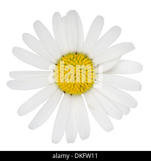 Blossom of Marguerite flower isolated on a white background Stock Photo