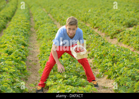 Teenage boy picking strawberries in field Stock Photo