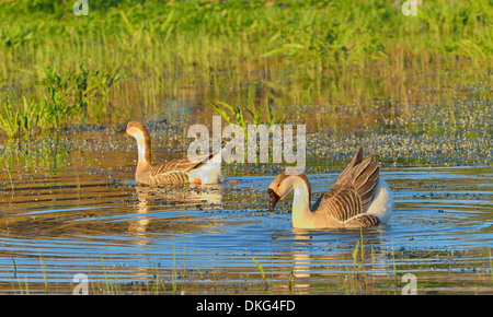 two wild ducks swim in the river Stock Photo