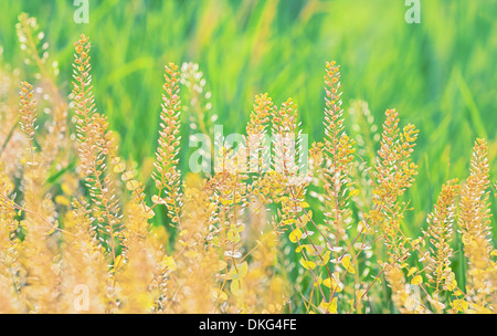 Field of grass during sunset in summer Stock Photo