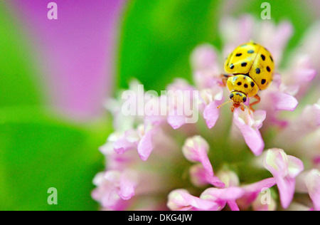 yellow ladybug on pink flower.macro in nature Stock Photo