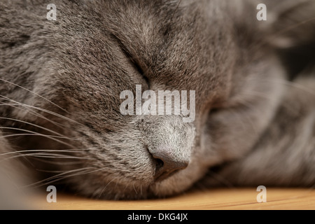 british shorthair cat sleep on wood table, close up portrait Stock Photo