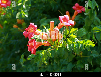 Trumpet Vine or Trumpet Creeper, Campsis radicans, Bignoniaceae. Southeastern USA, North America. Stock Photo