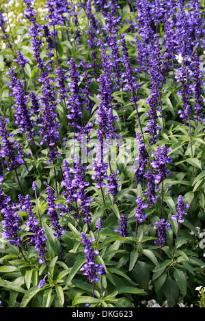 Mealy Sage, Mealycup Sage, Salvia farinacea 'Victoria', Lamiaceae. Mexico and Texas, USA. Stock Photo