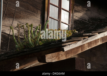 In the floodplains of Sava river in Croatia the agriculture still remains old fashioned and houseleek is flowering on the roofs. Stock Photo