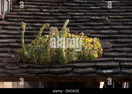 In the floodplains of Sava river in Croatia the agriculture still remains old fashioned and houseleek is flowering on the roofs. Stock Photo