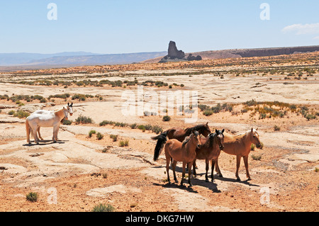 american indian ponies, northern arizona, usa Stock Photo