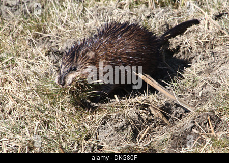 Close-up of  a Muskrat (Ondatra zibethicus) walking on land with mouthful of grass and leaves Stock Photo