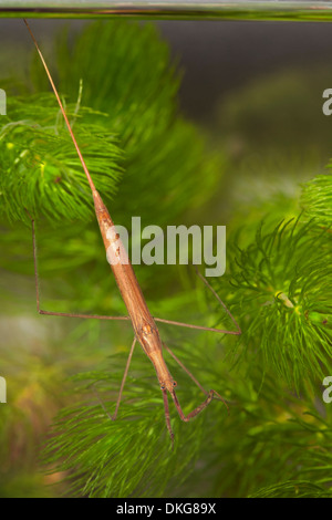 Water Stick Insect, Ranatra linearis, Schleswig-Holstein, Germany, Europe Stock Photo