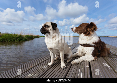 Border Collie and pug dog on a boardwalk Stock Photo