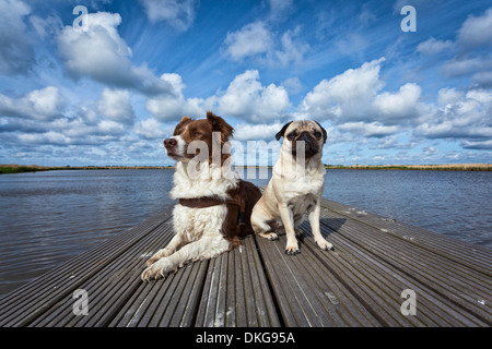 Border Collie and pug dog on a boardwalk Stock Photo