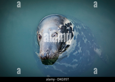 Horsehead seal in port basin, Hoernum, Sylt, Schleswig-Holstein, Germany, Europe Stock Photo