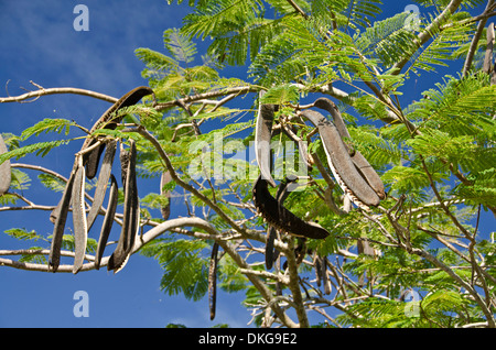 Flame tree, Delonix regia, Nevis, Saints Kitts and Nevis, the Caribbean, America Stock Photo