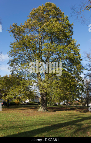 A mature English Elm tree Ulmus procera on a village green in Co. Durham England UK Stock Photo