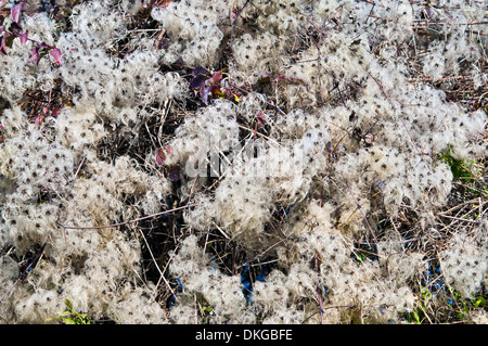 Wild Clematis / 'Old Man's Beard' seed heads - France. Stock Photo