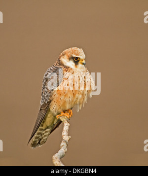 Female Red-footed Falcon perched facing right Stock Photo