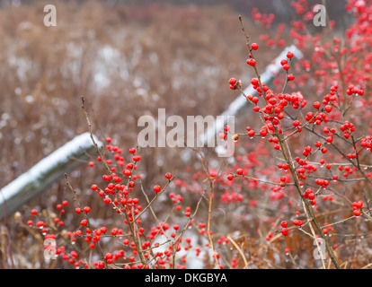 Ilex verticillata, the winterberry, is a species of holly native to eastern North America in the United States and SE Canada. Stock Photo