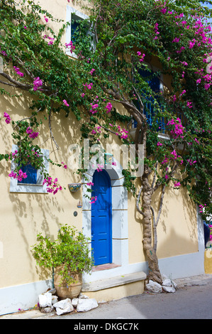 Bougainvillea growing in terracotta pot against white wall, Javea ...