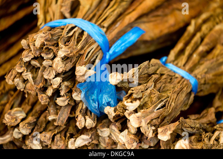 Bunches of tobacco, Bohol, Philippines Stock Photo