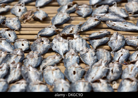 Dried Fish on a market in Tagbilaran, Bohol, Philippines Stock Photo