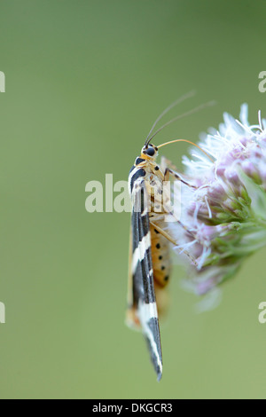 Close-up of a Jersey Tiger (Euplagia quadripunctaria) at a blossom Stock Photo