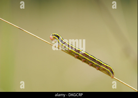 Close-up of a caterpillar from a Broom Moth (Ceramica pisi) at a grass stalk Stock Photo