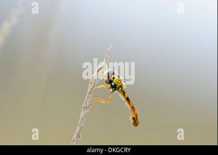 Close-up of a Hoverfly (Syrphidae) at a grass stalk Stock Photo