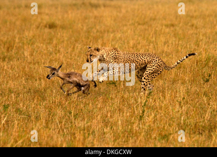 Cheetah, Acinonyx jubatus chasing prey Stock Photo