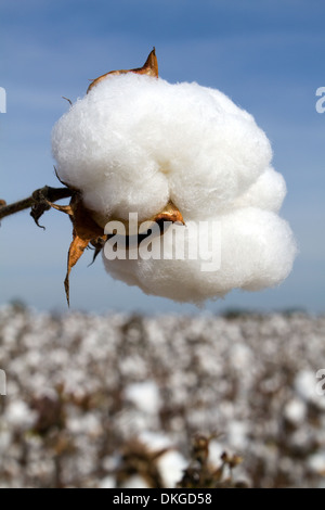 Cotton boll in a field ready to be harvested. Stock Photo
