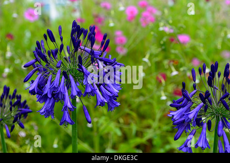 agapanthus africanus Purple Cloud african lily plant portraits flowers flowering perennials purple blue bloom blooming