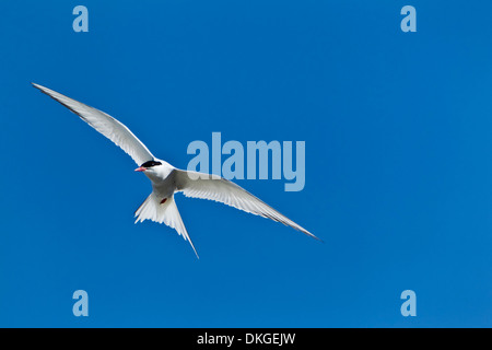 Arctic tern (Sterna paradisaea) in blue sky Stock Photo