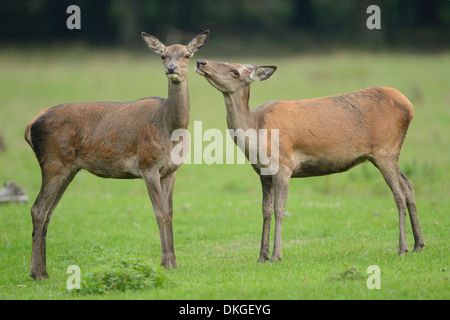 Two red deer (Cervus elaphus) females at the edge of the woods Stock Photo